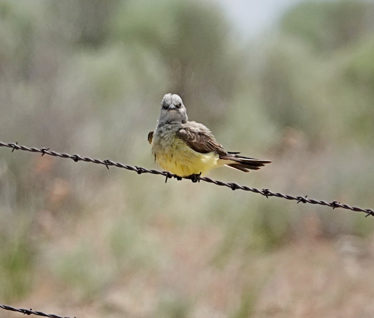 Western Kingbird - ML578106581