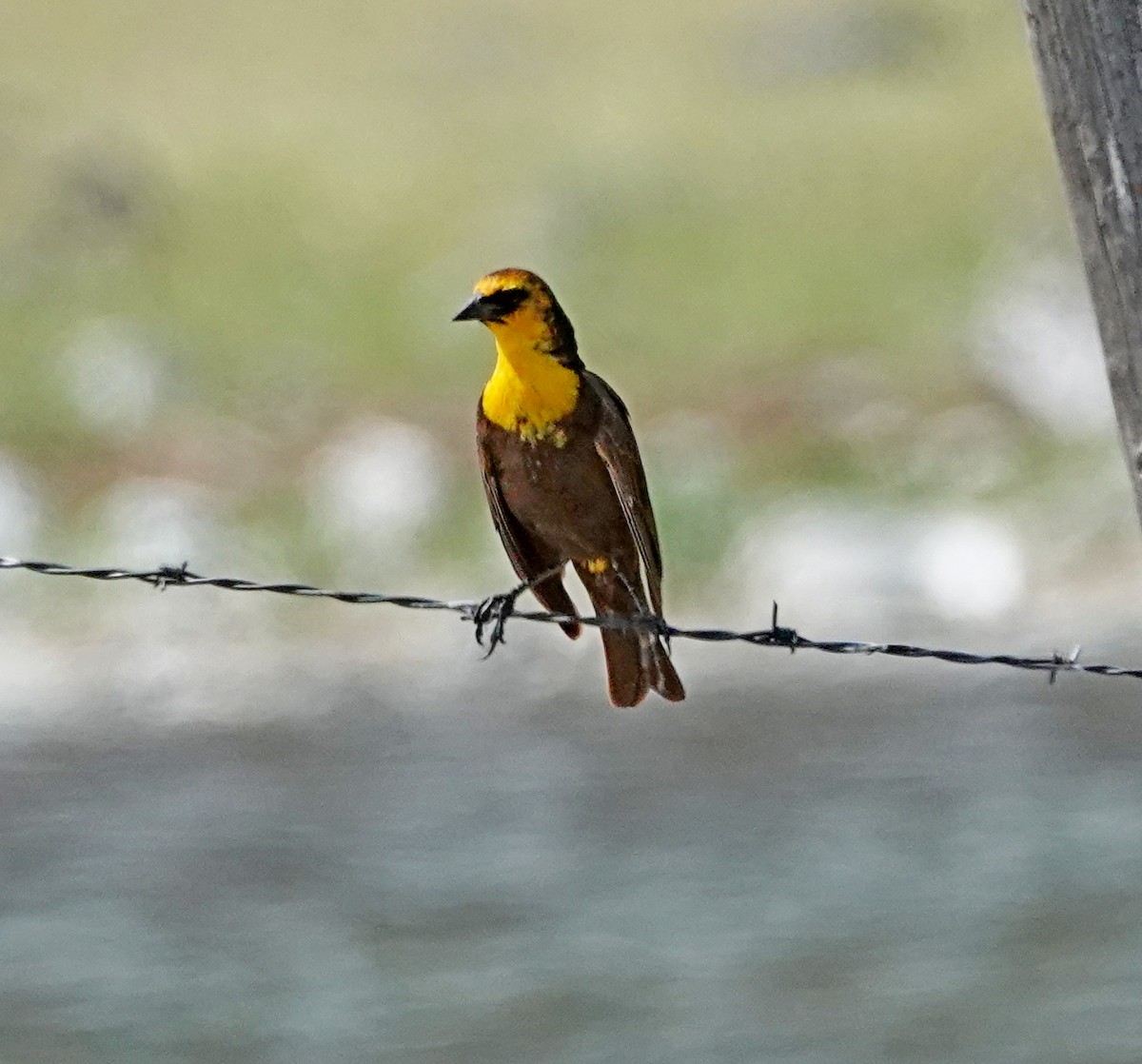 Yellow-headed Blackbird - ML578106631