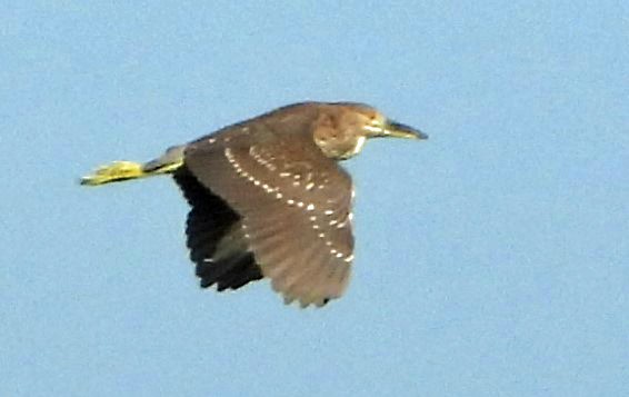 Black-crowned Night Heron - Mark Penkower