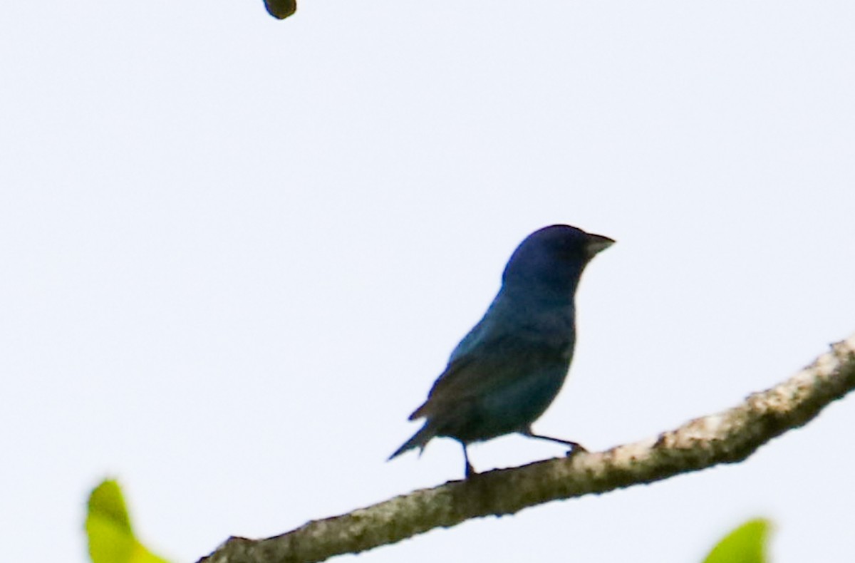 Indigo Bunting - ML578107161