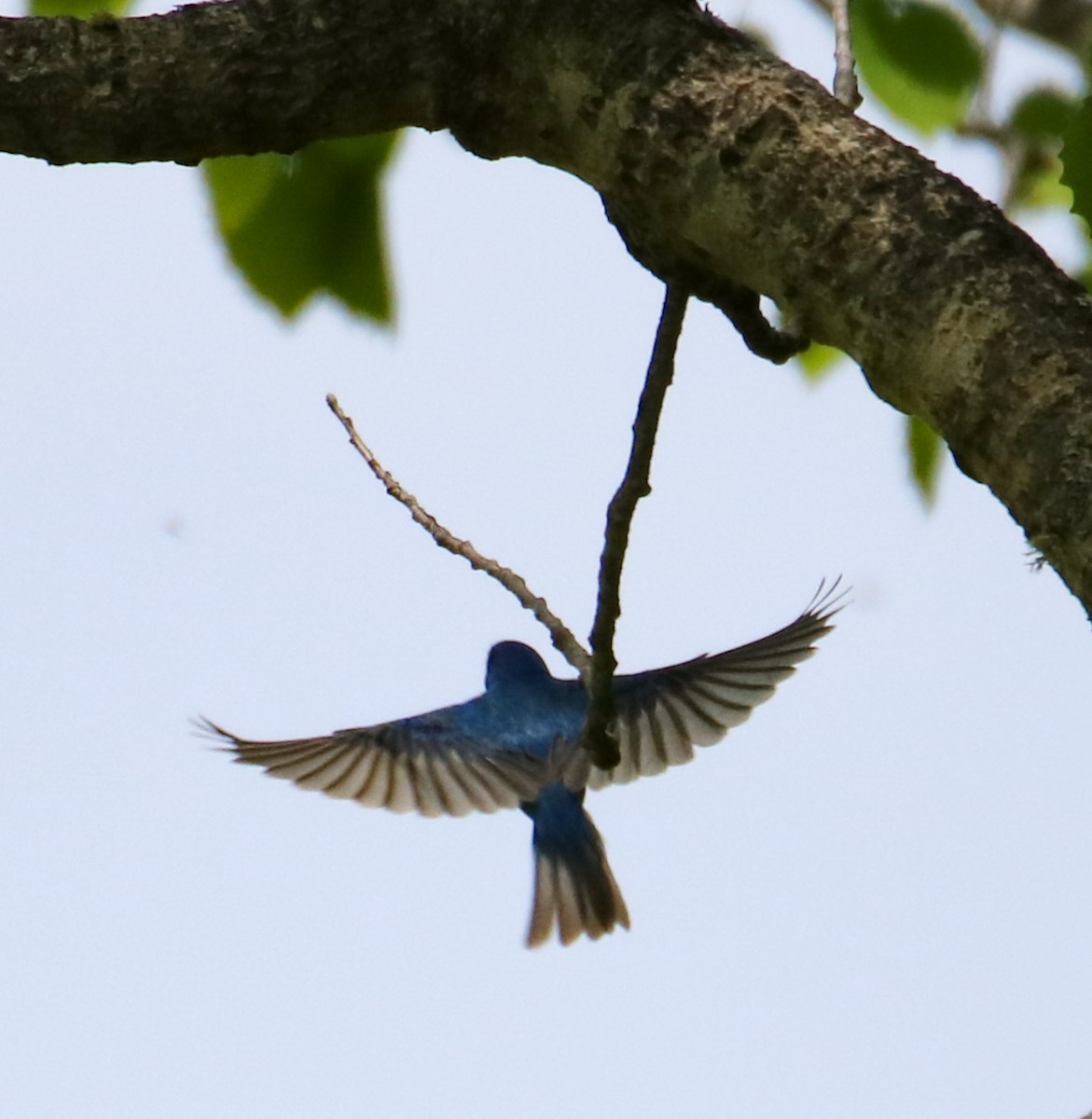Indigo Bunting - ML578107171