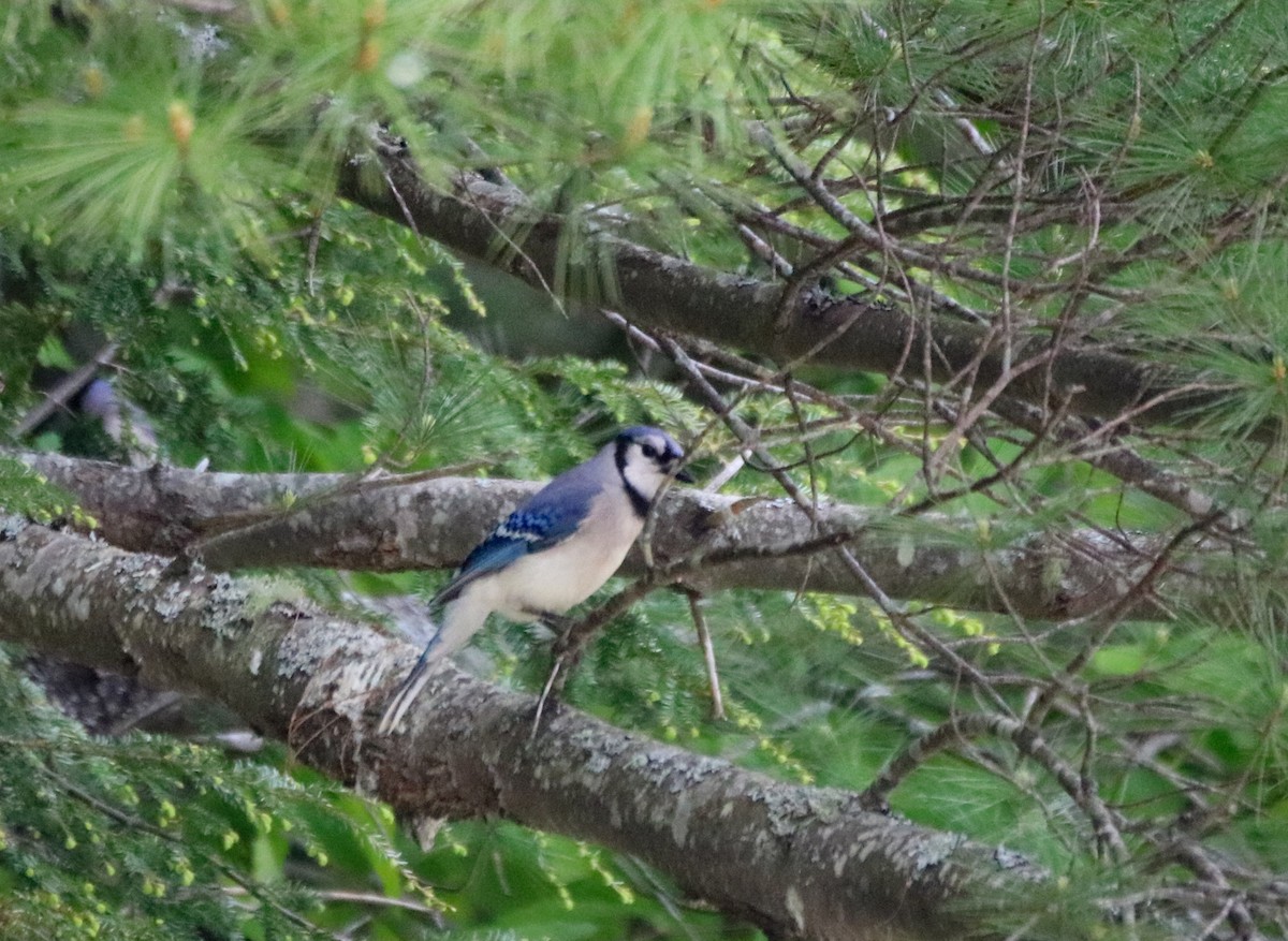 Blue Jay - ML578107501