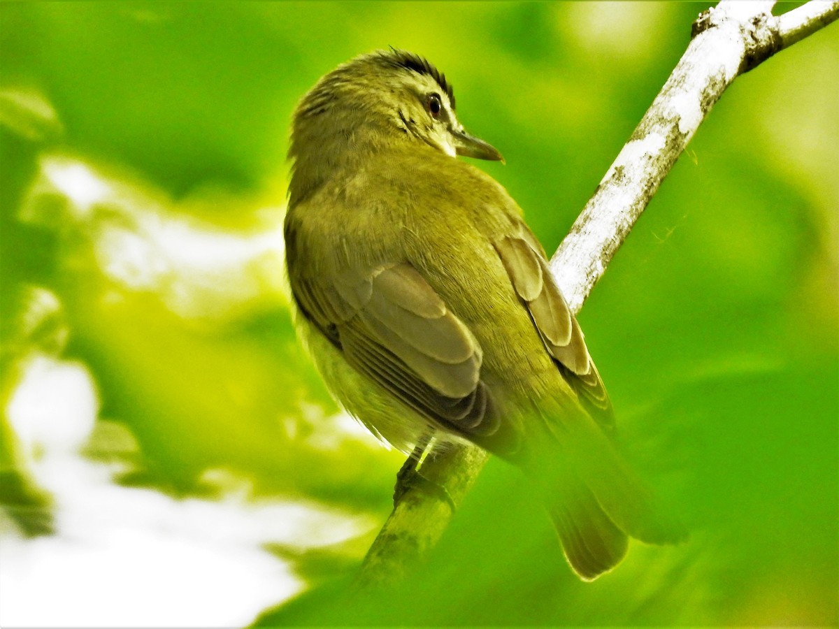 Red-eyed Vireo - Lisette Cote