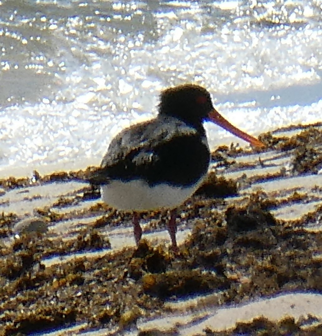 Pied Oystercatcher - ML578108751