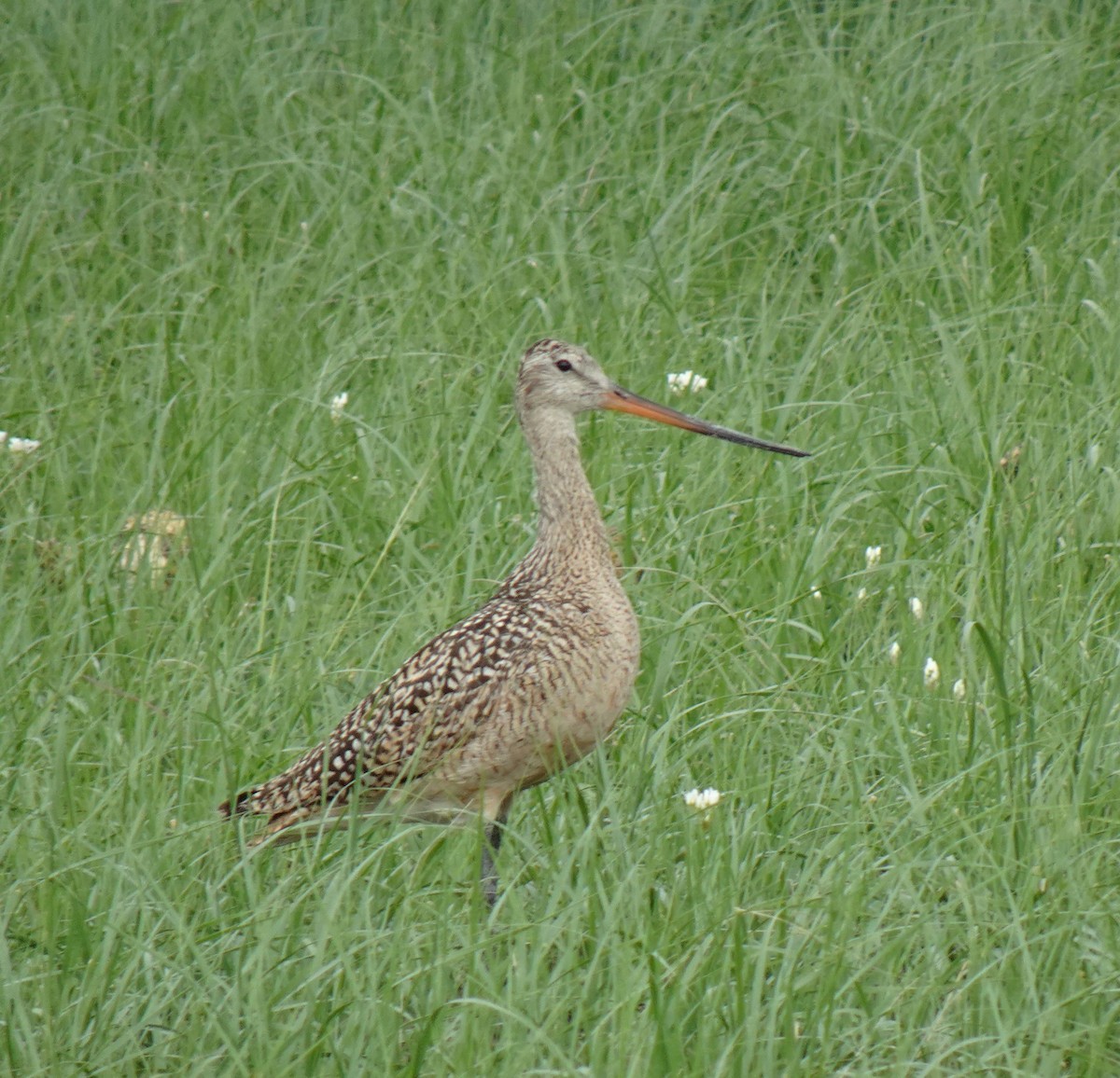 Marbled Godwit - ML578111021