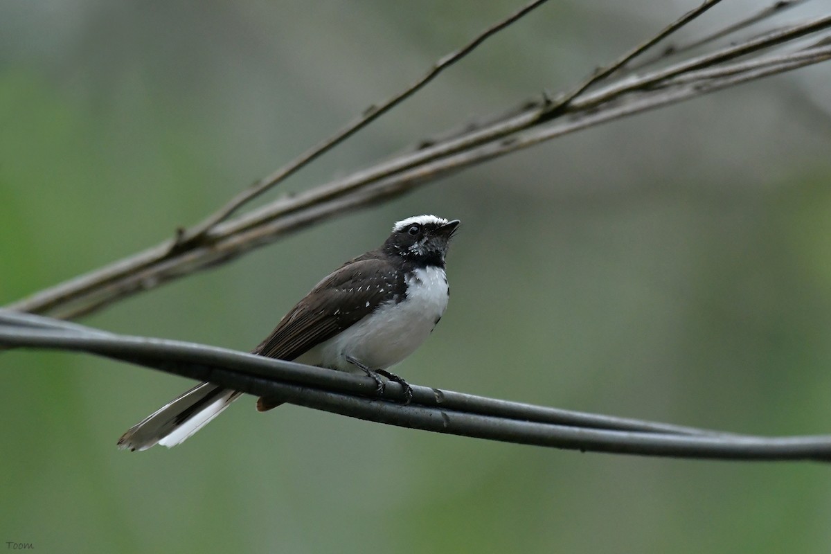 White-browed Fantail - Supaporn Teamwong