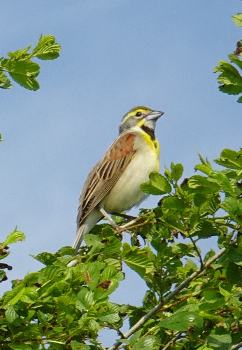 Dickcissel - ML578111751