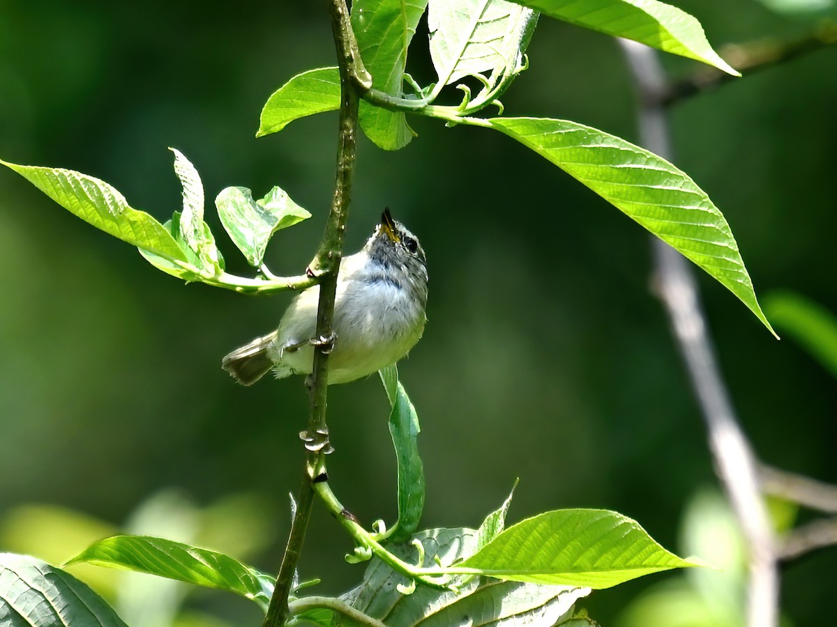 Sichuan Leaf Warbler - ML578112851
