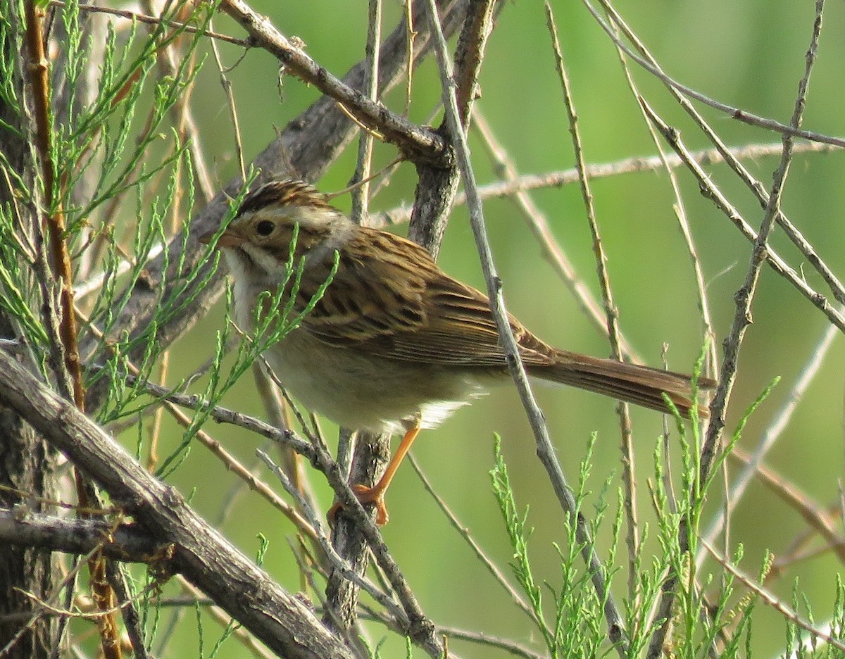 Clay-colored Sparrow - ML578113491