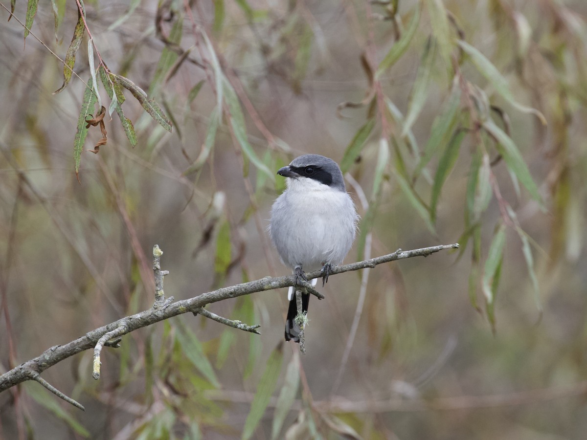 Pie-grièche migratrice - ML578113811