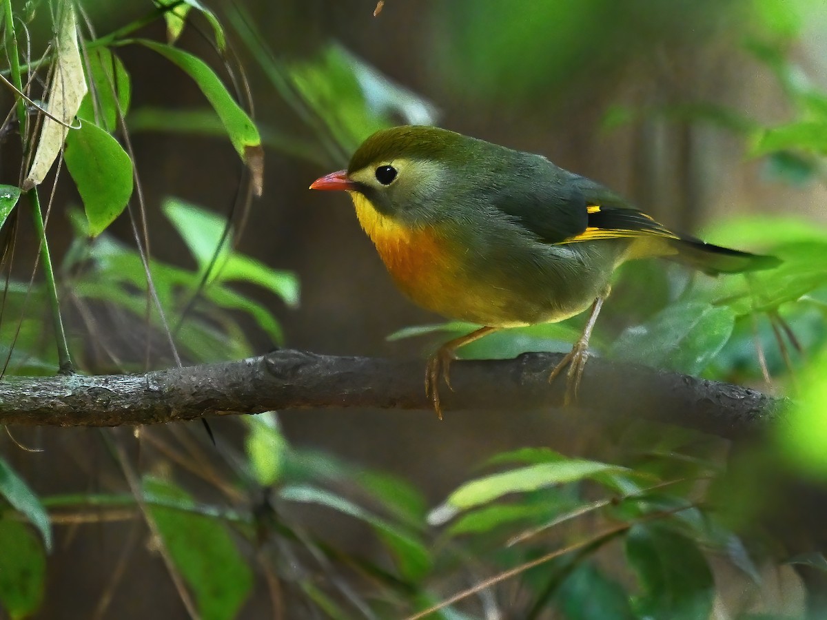 Red-billed Leiothrix - ML578113881