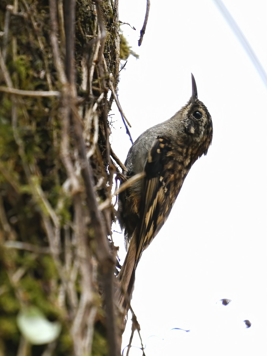 Hume's Treecreeper - ML578114041