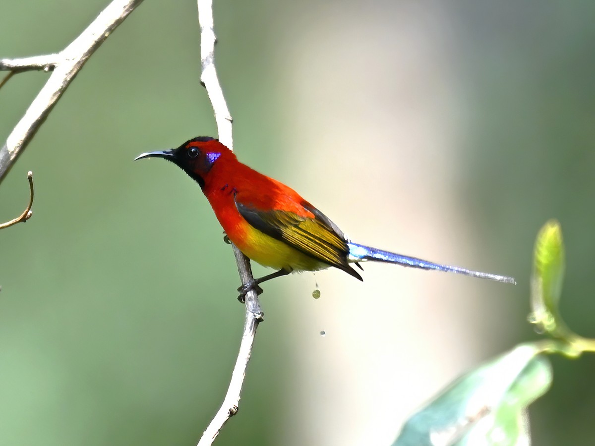 Mrs. Gould's Sunbird (Scarlet-breasted) - peng su