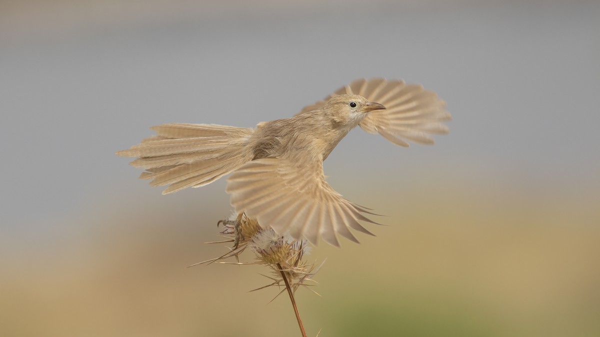 argie irácká - ML578115431