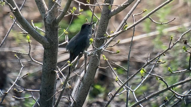 Gray Catbird - ML578116461