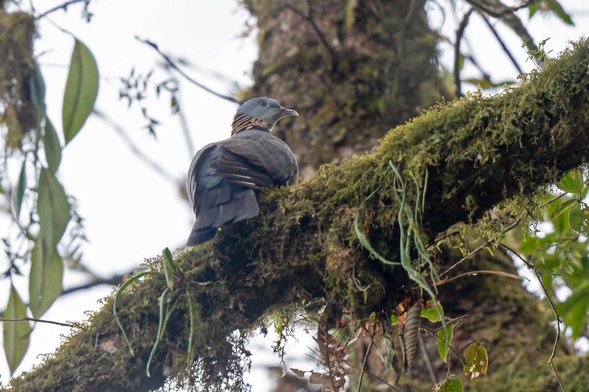 Ashy Wood-Pigeon - ML578116631