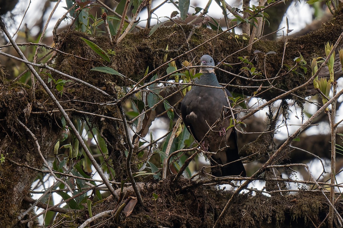 Ashy Wood-Pigeon - ML578116641