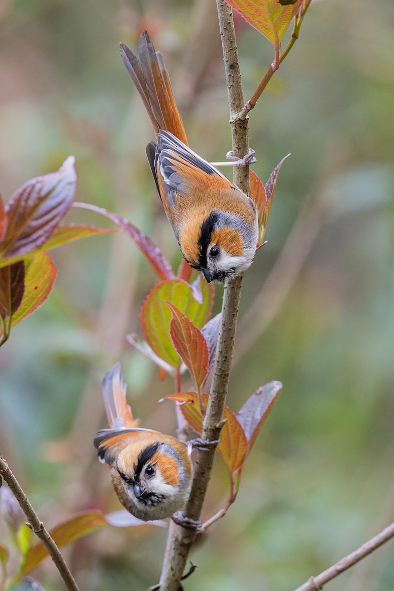 Black-throated Parrotbill - ML578116921