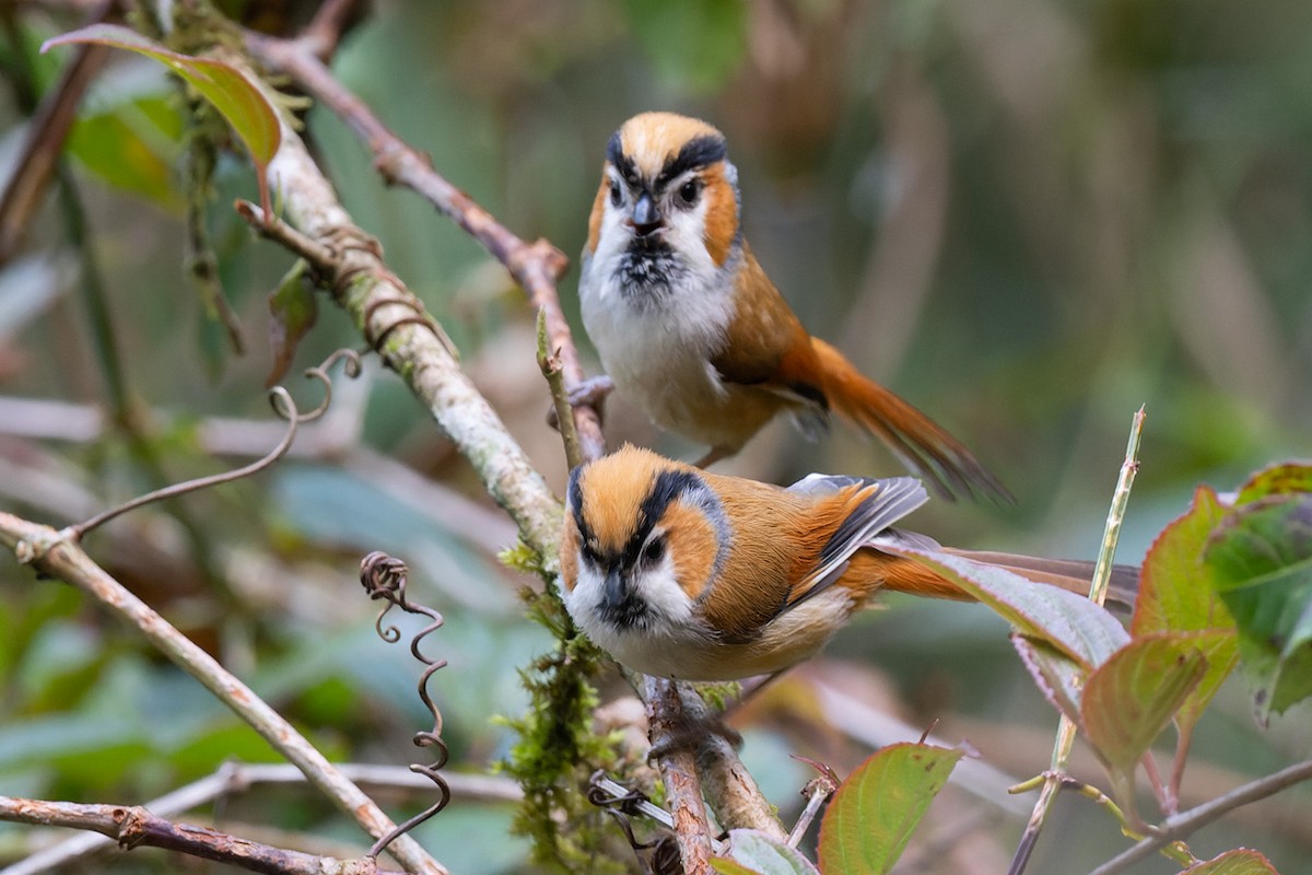 Black-throated Parrotbill - ML578116931