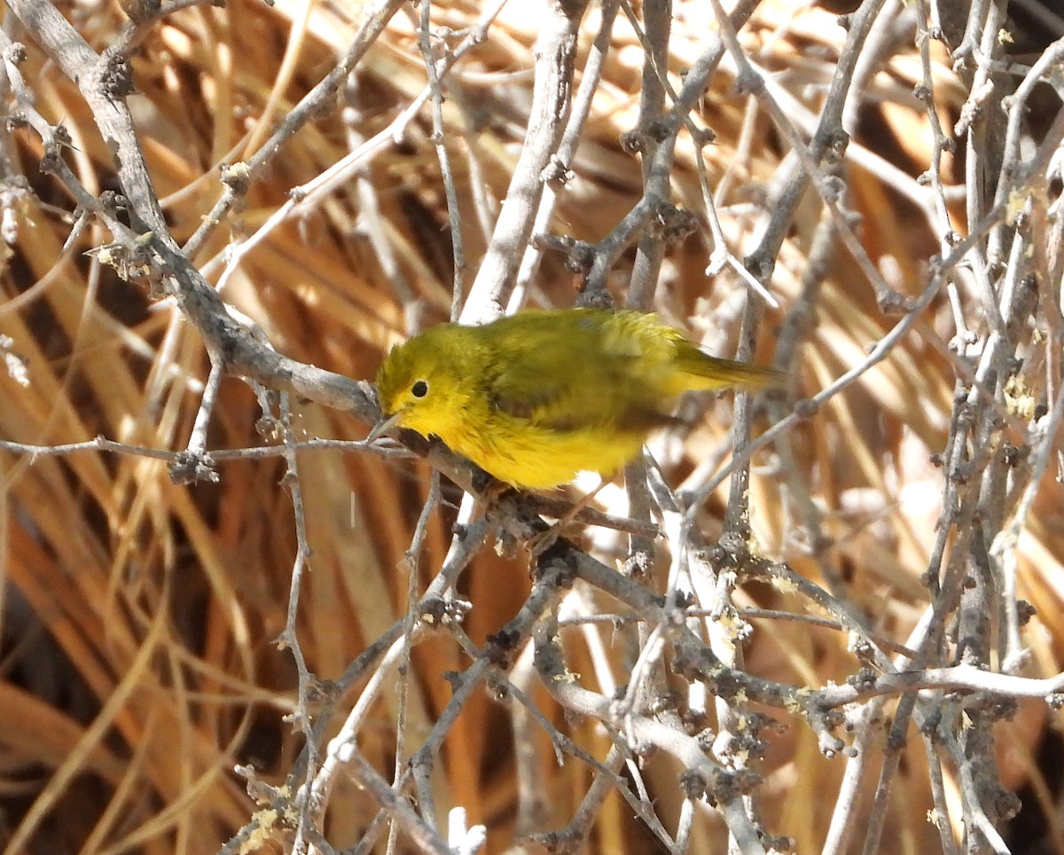 Yellow Warbler - ML578116981