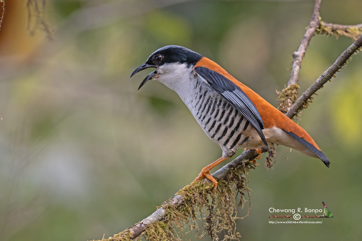 Himalayan Cutia - ML578117011