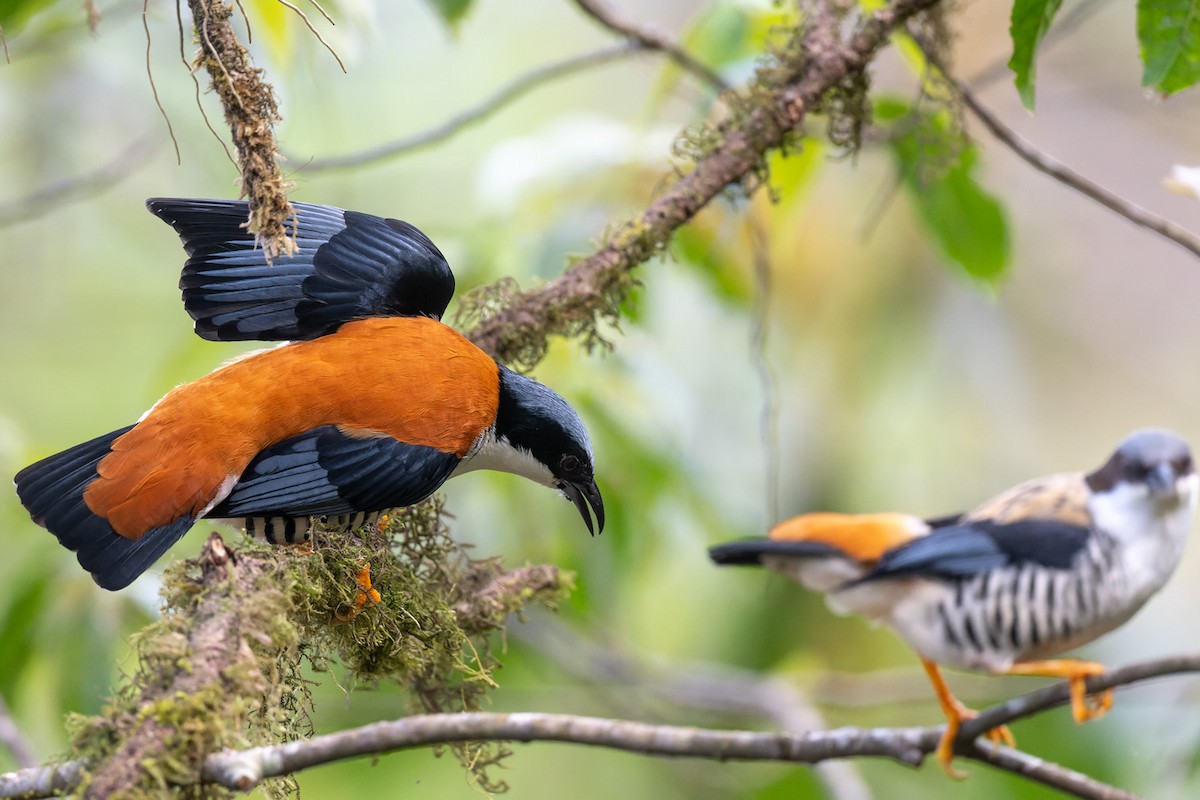 Himalayan Cutia - ML578117021