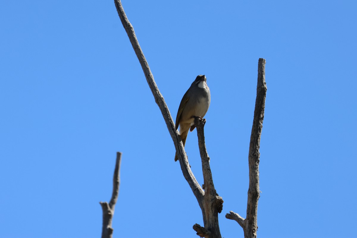 Green-tailed Towhee - ML578117641