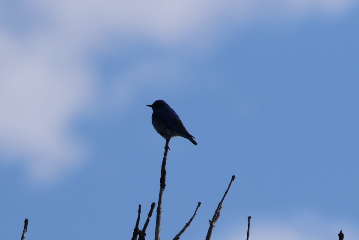 Mountain Bluebird - ML578117901