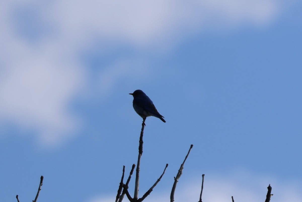 Mountain Bluebird - ML578117911