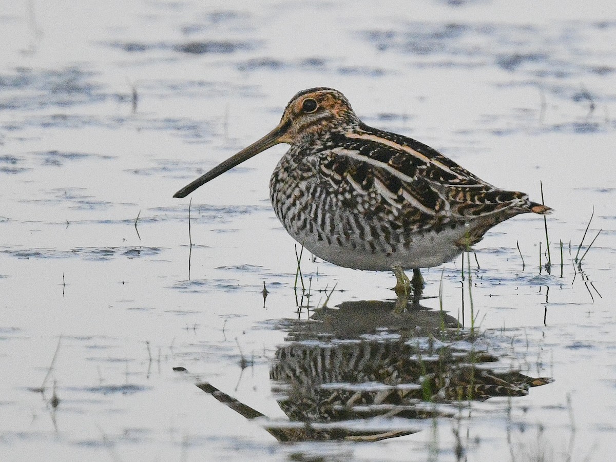 Wilson's Snipe - ML578118321