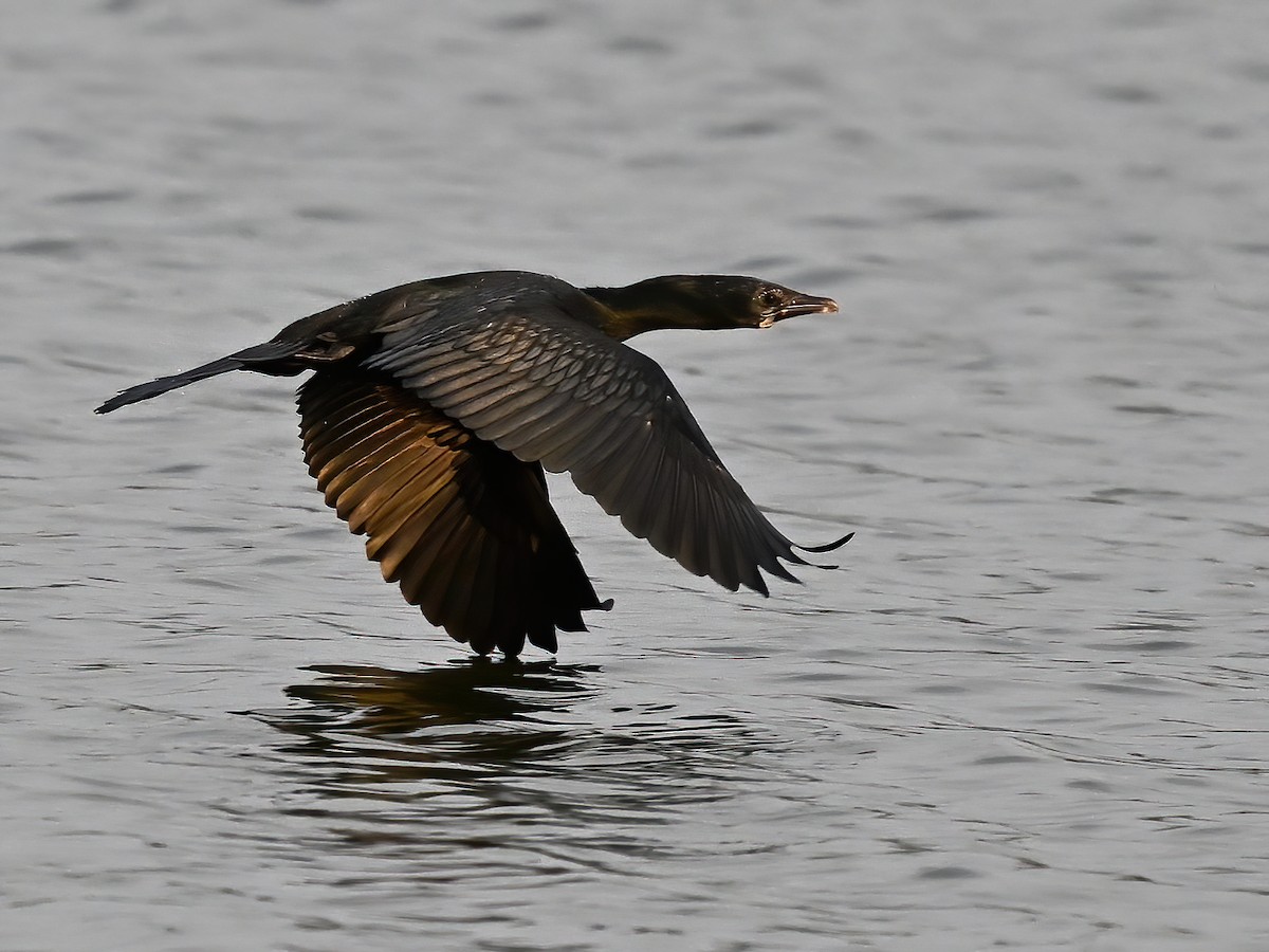 Little Cormorant - peng su