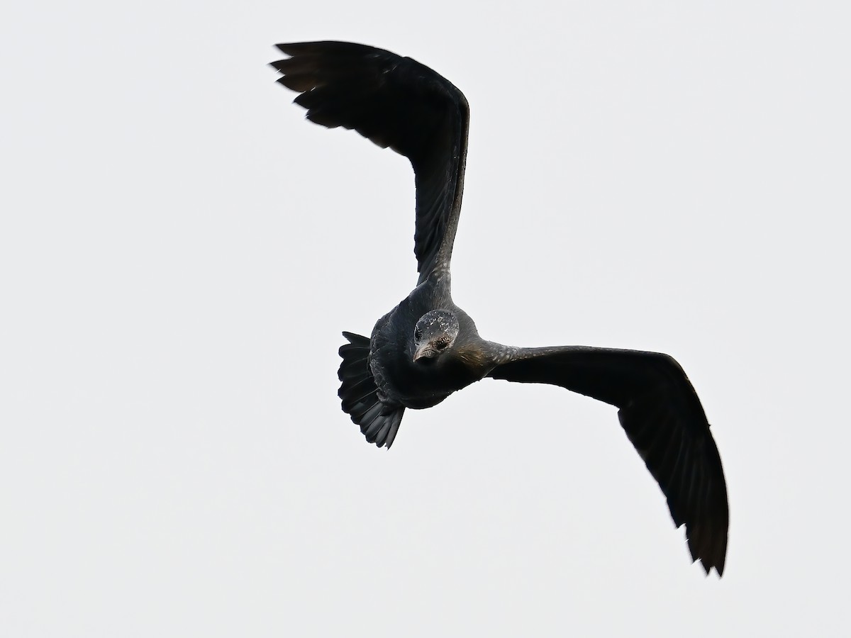 Little Cormorant - peng su