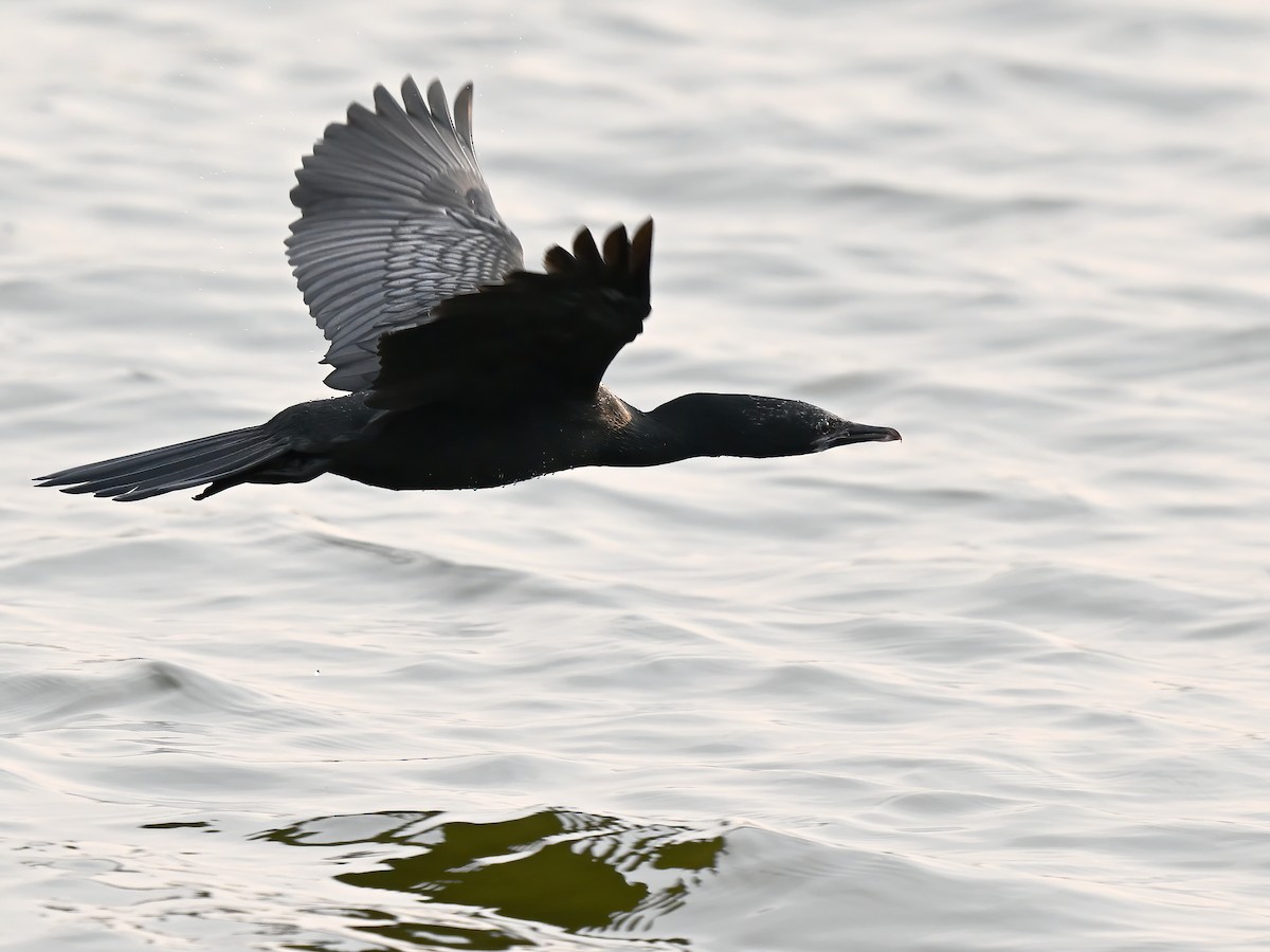 Little Cormorant - peng su