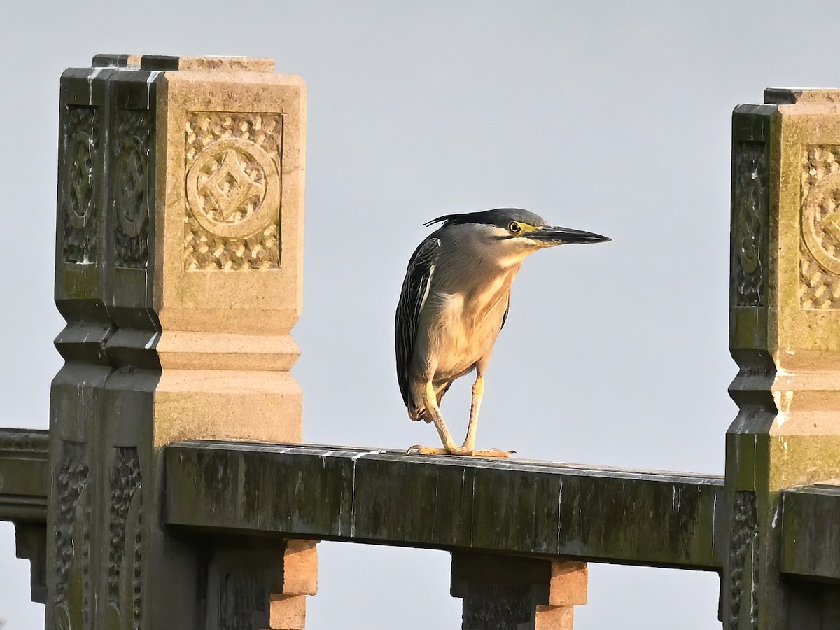 Striated Heron - ML578118501