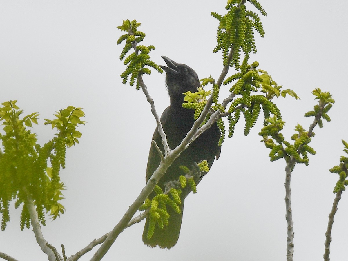 Fish Crow - George Chiu