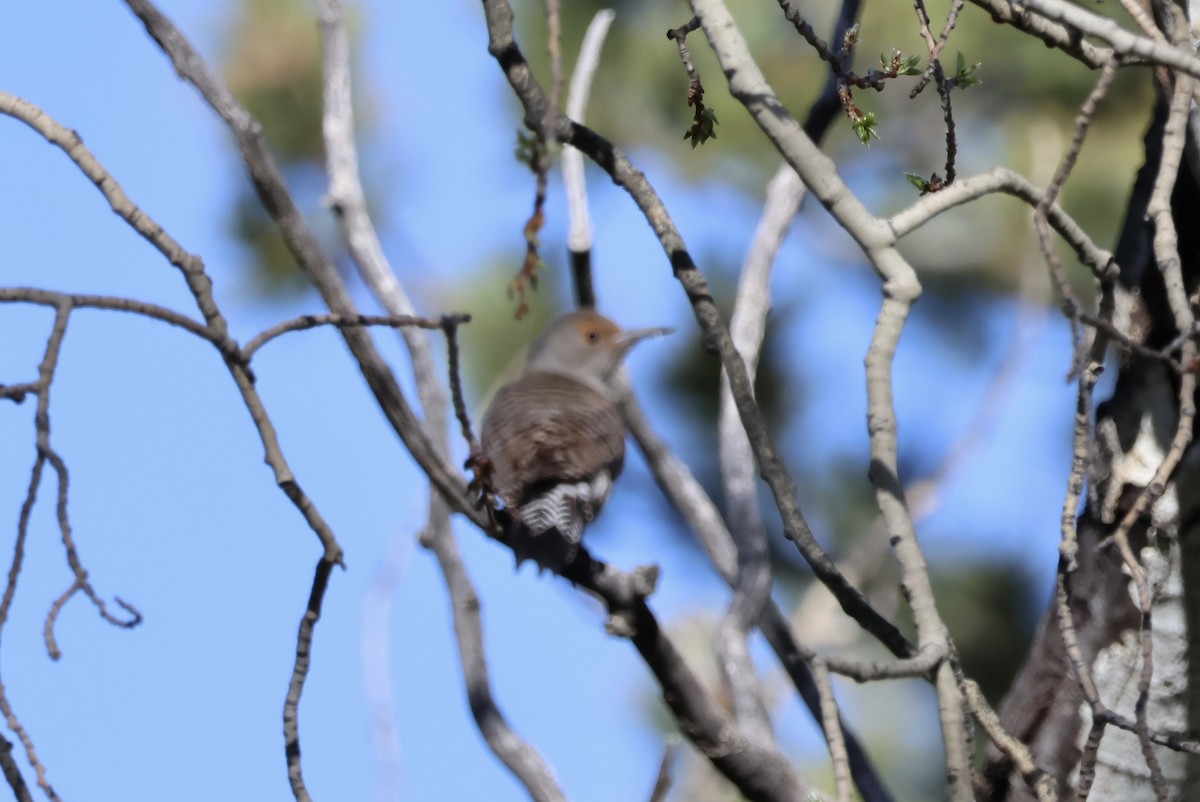 Northern Flicker - ML578119121