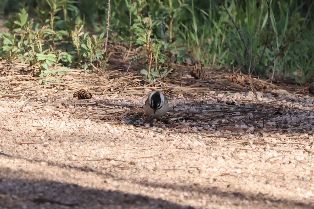 Mountain Chickadee - ML578119491