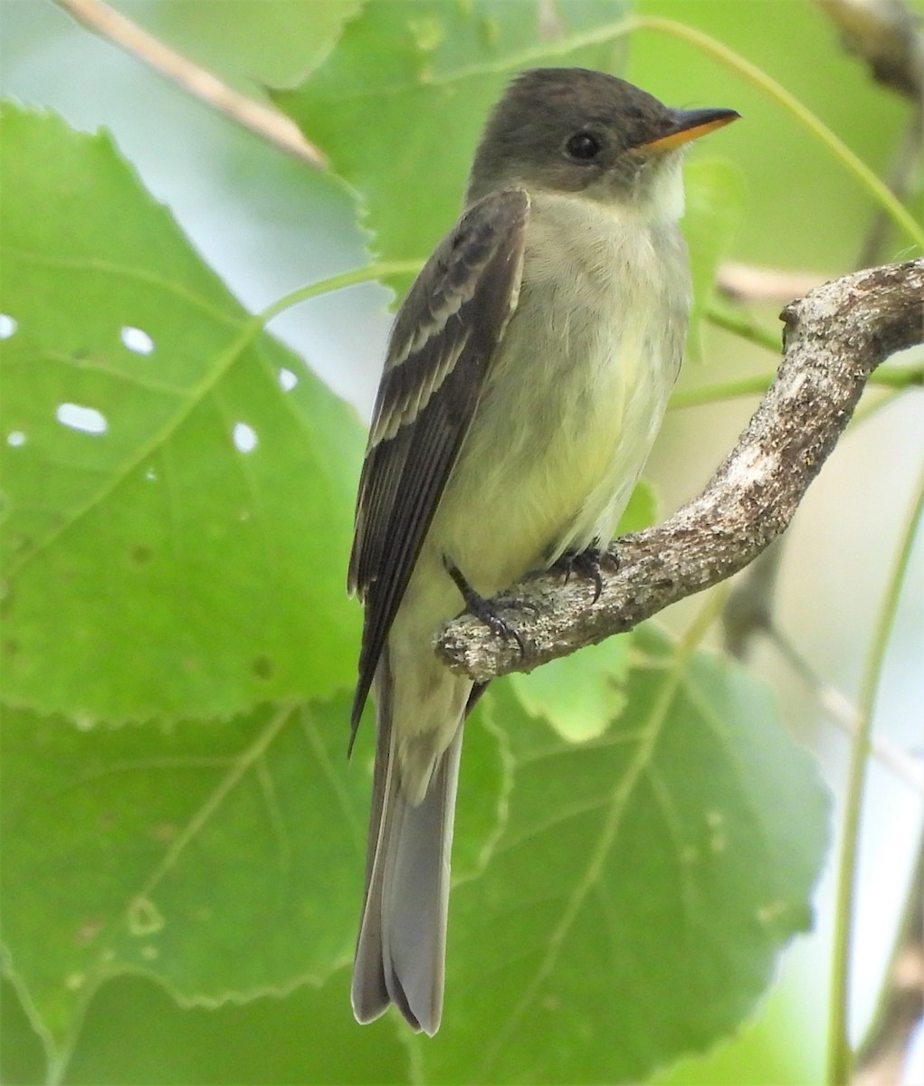 Eastern Wood-Pewee - ML578119971