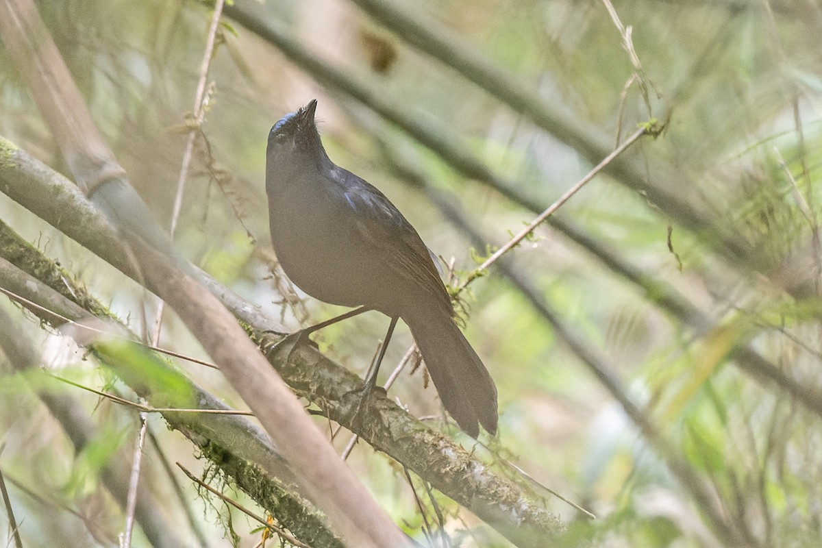 Blue-fronted Robin - ML578121271