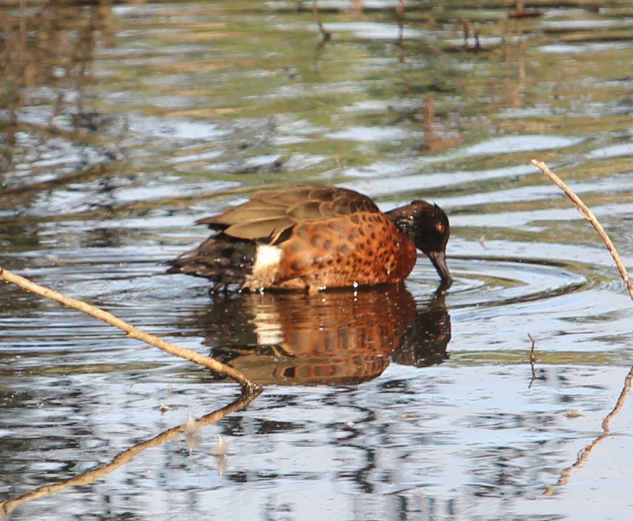 Chestnut Teal - Jan and Larry Martin