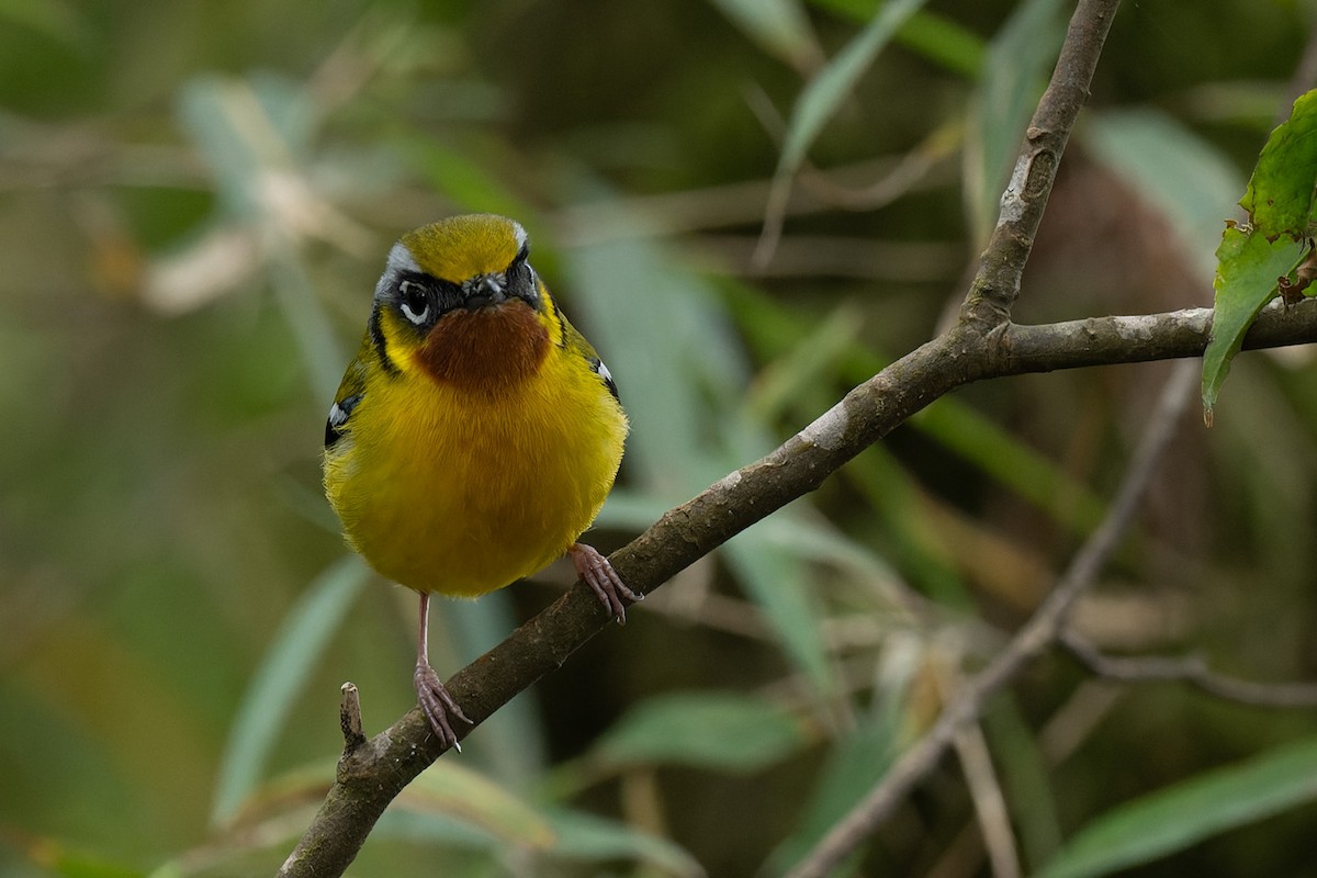 Black-eared Shrike-Babbler - ML578121441