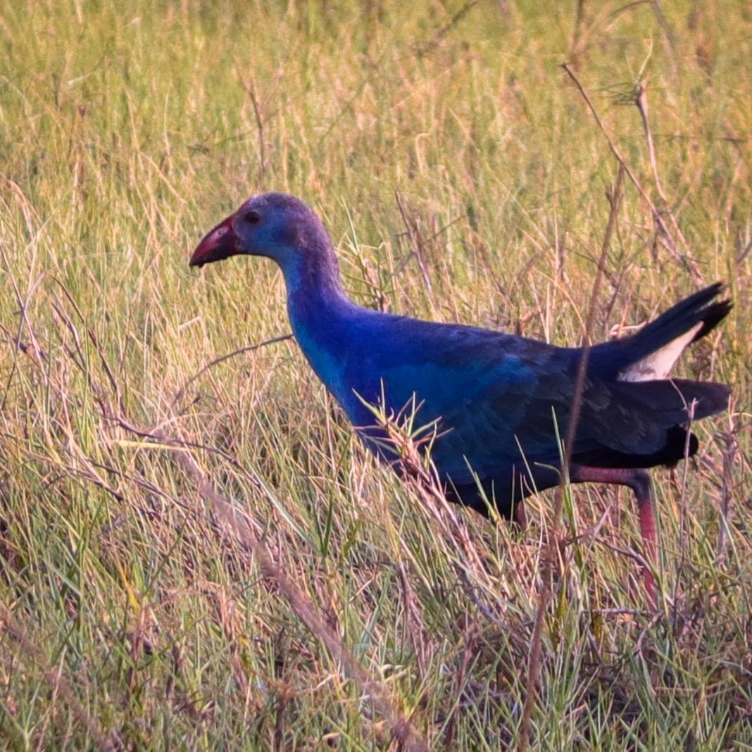 Gray-headed Swamphen - ML578121821