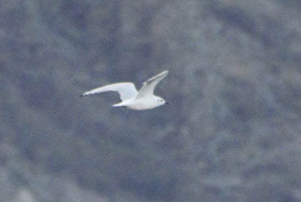 Andean Gull - German Biermann