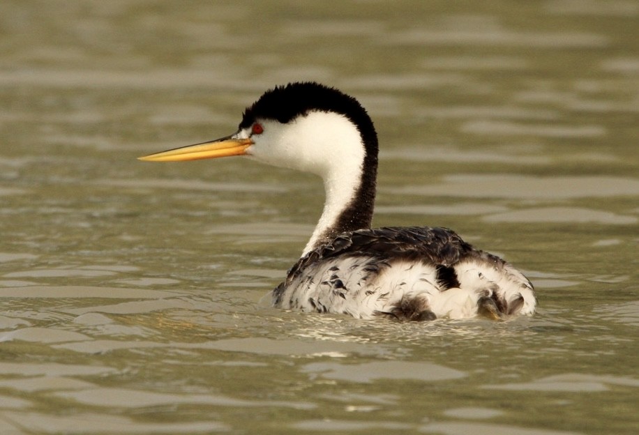 Clark's Grebe - ML578123301