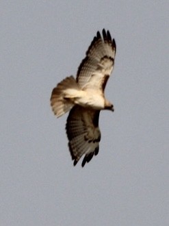 Red-tailed Hawk - Charles Carn