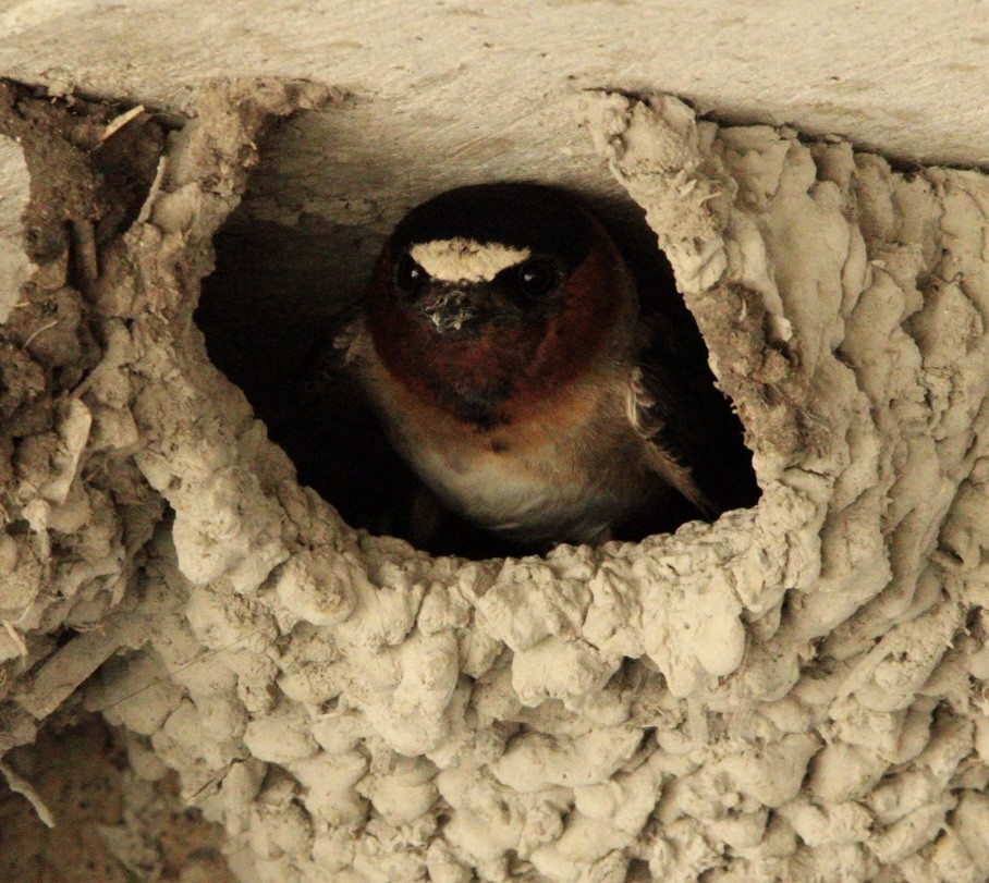 Cliff Swallow - ML578123531