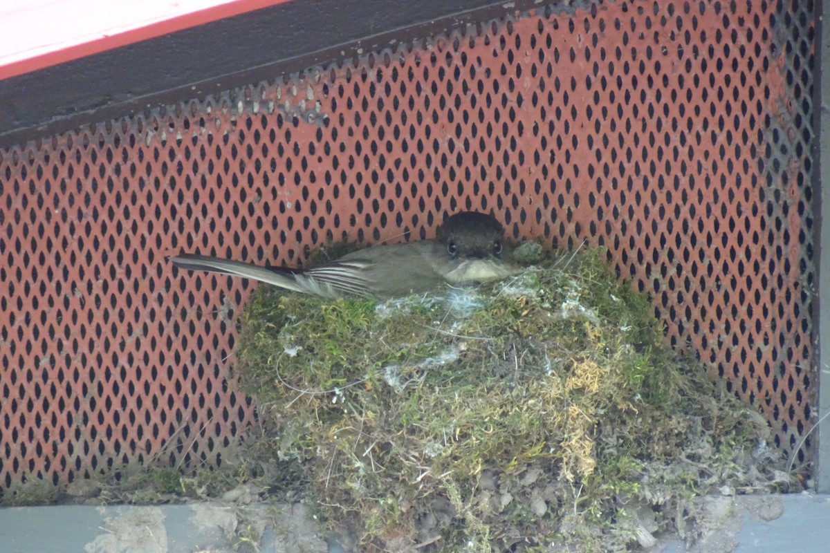 Eastern Phoebe - ML578123571