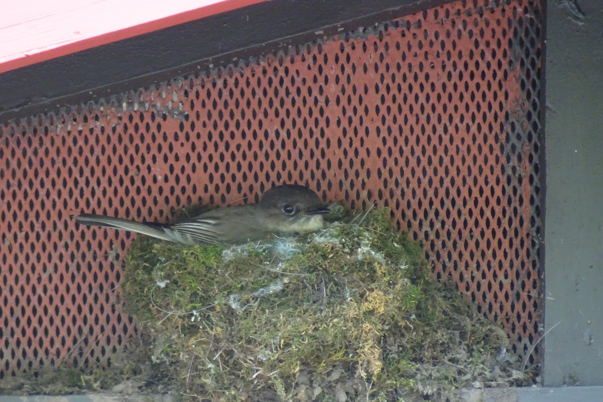 Eastern Phoebe - ML578123581