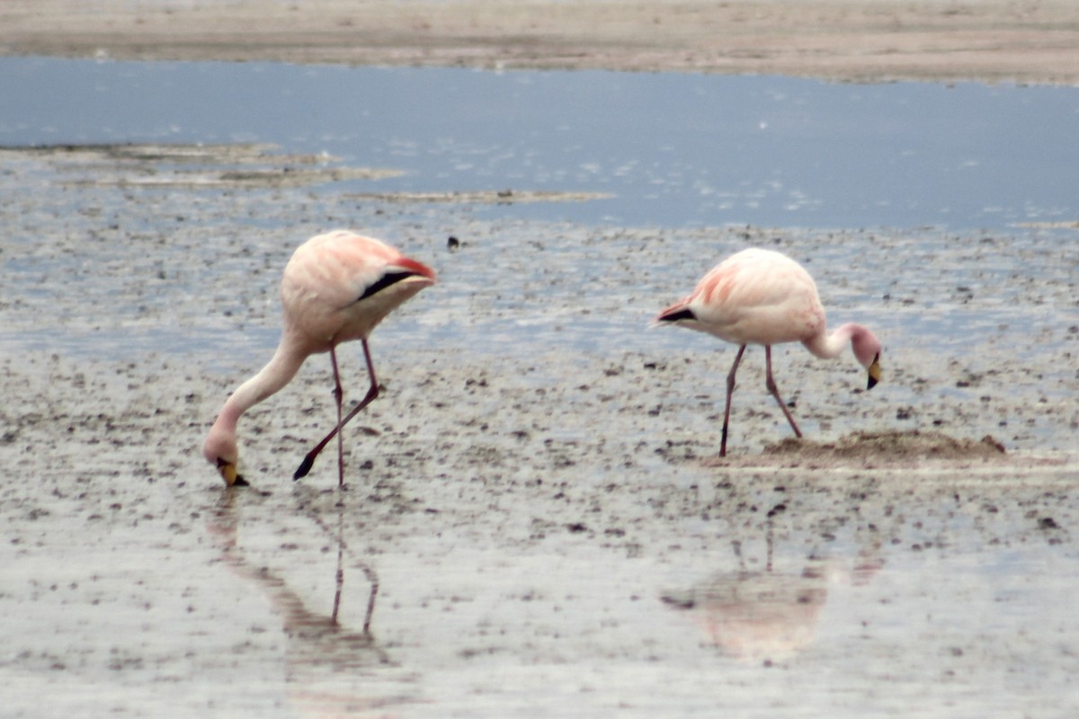 James's Flamingo - ML578123601