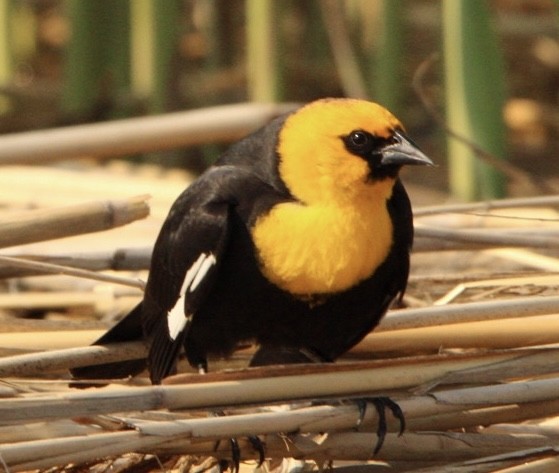 Yellow-headed Blackbird - ML578123781